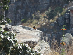 Thamnolaea cinnamomeiventris