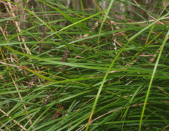 Carex solandri