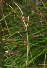 Carex solandri