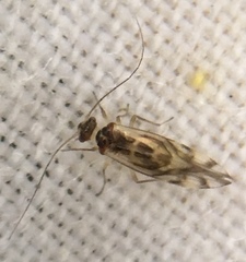 Graphopsocus