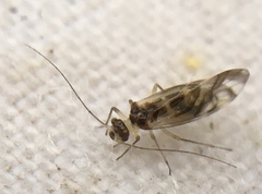 Graphopsocus