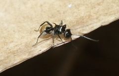 Polyrhachis barretti