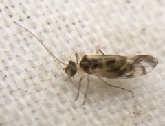 Graphopsocus