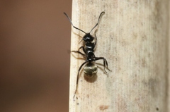 Polyrhachis barretti