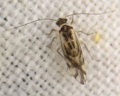 Graphopsocus
