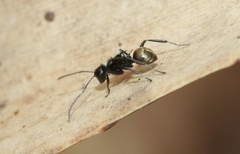 Polyrhachis barretti