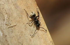 Polyrhachis barretti