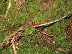 Arthurdendyus testaceus