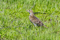 Anthus spragueii