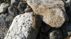 Pleurodema bufoninum