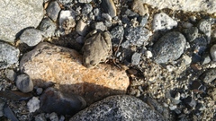 Pleurodema bufoninum