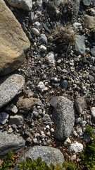 Pleurodema bufoninum