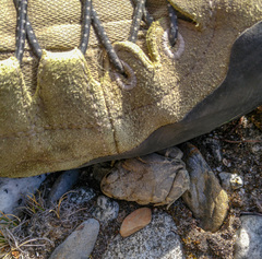 Pleurodema bufoninum