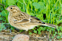 Calcarius ornatus