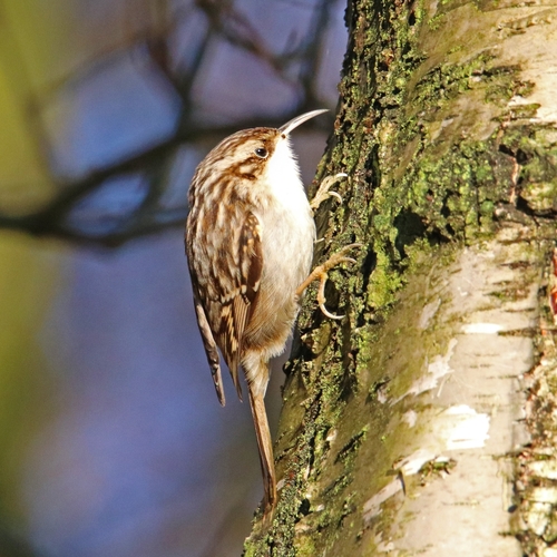Foto de Short-toed Treecreeper