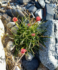 Armeria curvifolia