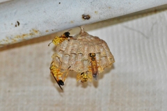 Mischocyttarus cerberus