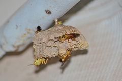 Mischocyttarus cerberus