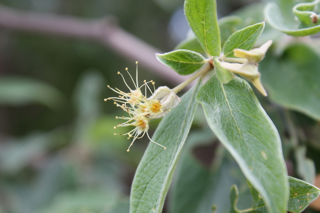 Terminalia fagifolia
