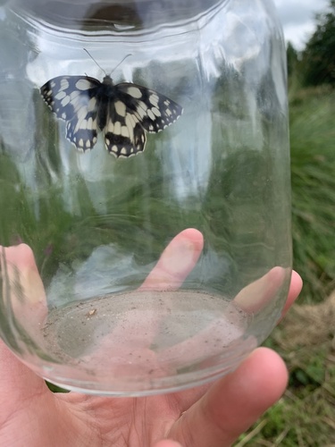 Melanargia galathea