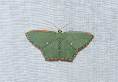 Cyclothea disjuncta