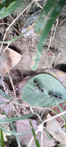 Indian Black Ant