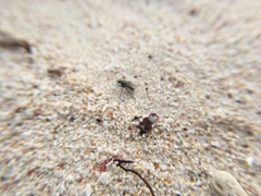 Coelopidae