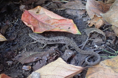 Elgaria multicarinata