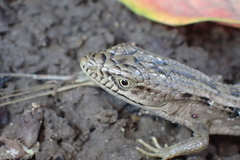 Elgaria multicarinata
