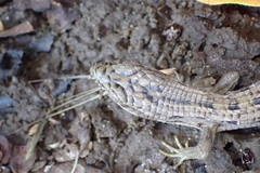 Elgaria multicarinata