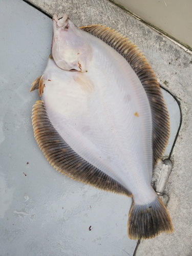 Northern rock sole (Lepidopsetta polyxystra) — Pleuronectidae — 5