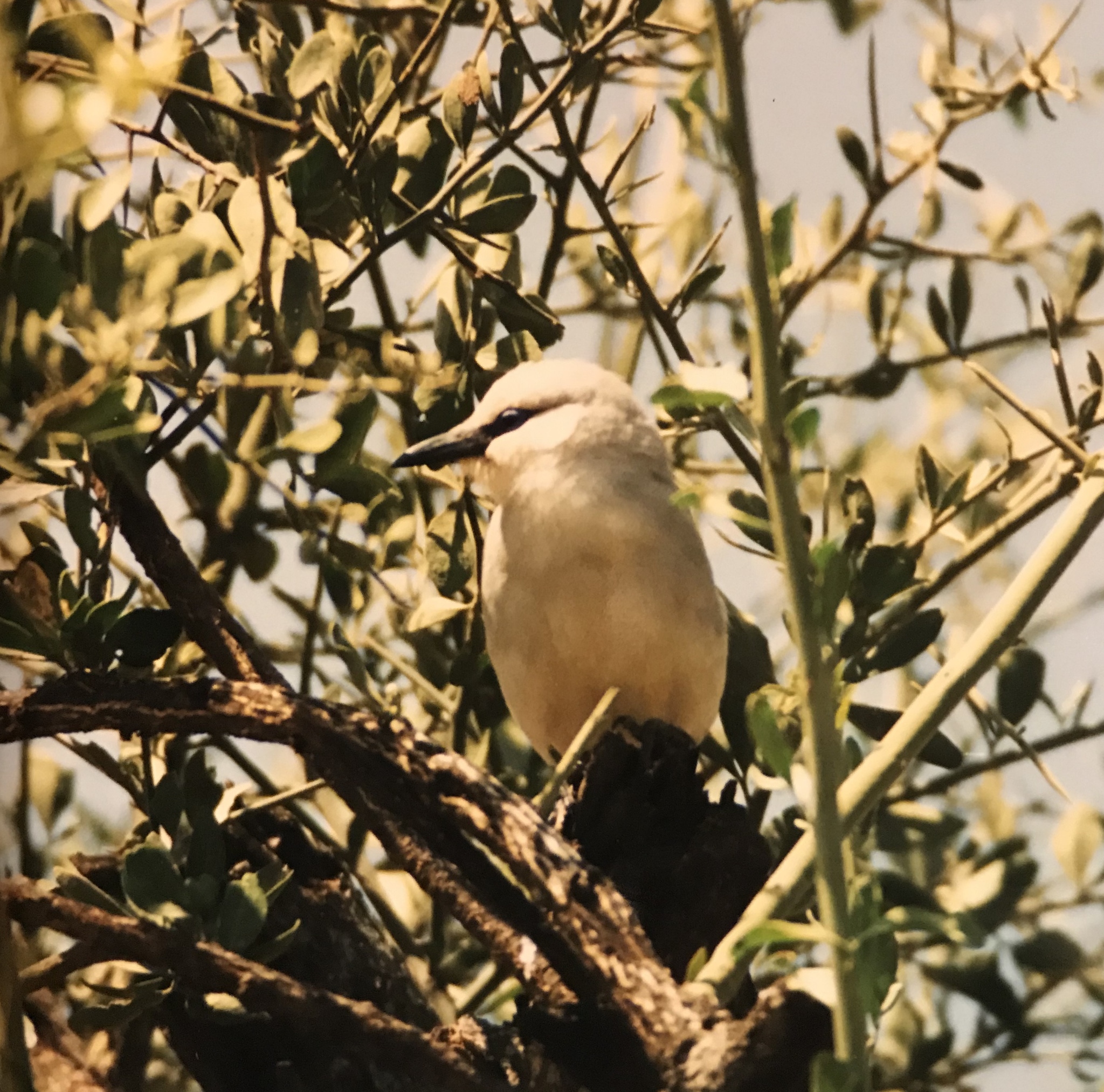 Ethiopian Bushcrow (Zavattariornis stresemanni), photo 4