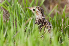 Anthus spragueii