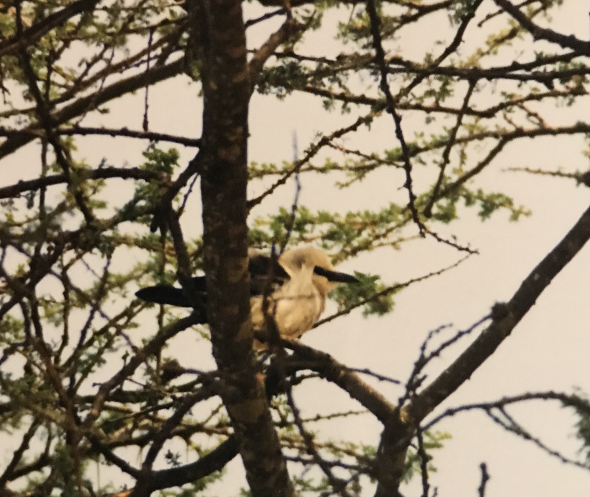 Ethiopian Bushcrow (Zavattariornis stresemanni), photo 5