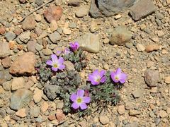 Oxalis adenophylla