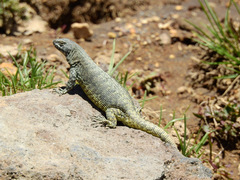 Liolaemus flavipiceus