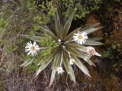 Celmisia coriacea