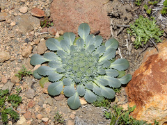 Gamocarpha scapigera