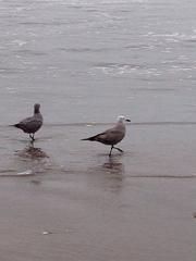 Leucophaeus modestus