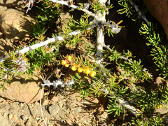 Berberis empetrifolia