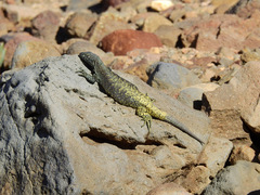 Liolaemus flavipiceus