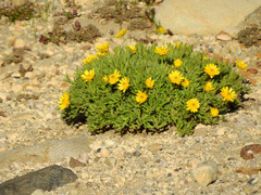 Ranunculus peduncularis