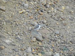Muscisaxicola cinereus
