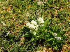 Valeriana macrorhiza