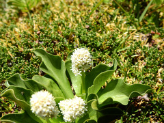 Valeriana macrorhiza