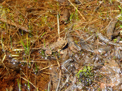 Pleurodema bufoninum