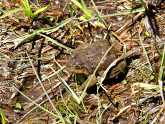 Pleurodema bufoninum