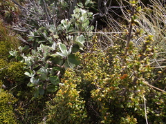Coprosma pseudocuneata