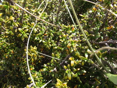 Coprosma pseudocuneata
