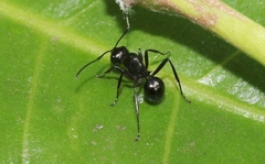 Polyrhachis robsoni